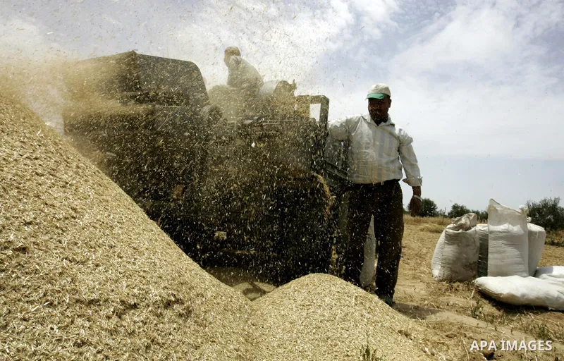 Palestinian farmers pulverize hay at their farm in the southern Gaza Strip town of Khan Yunis on May 21, 2011. Photo by Abed Rahim Khatib