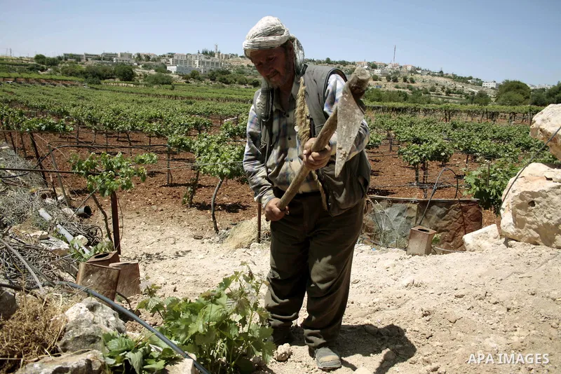 A Palestinian farmer works in his farm near Kharsina settlement in the West Bank city of Hebron on May 24, 2011. as a response to last week's speech by US President Barack Obama in which he said that a Palestinian state...