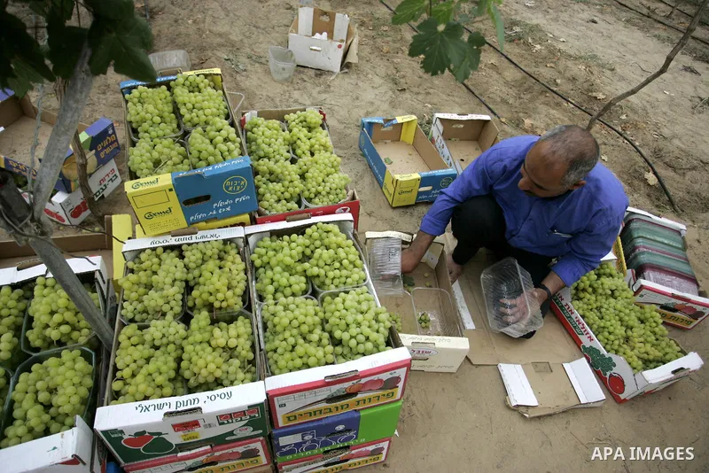 Palestinian farmers harvest grapes from a field cultivated in a former Israeli settlement Neve Dekalim which was dismantled in 2005, close to Khan Yunis in the southern Gaza Strip on May 24, 2011. Photo by Abed Rahim Kha...