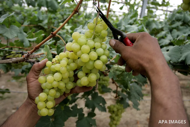 Palestinian farmers harvest grapes from a field cultivated in a former Israeli settlement Neve Dekalim which was dismantled in 2005, close to Khan Yunis in the southern Gaza Strip on May 24, 2011. Photo by Abed Rahim Kha...