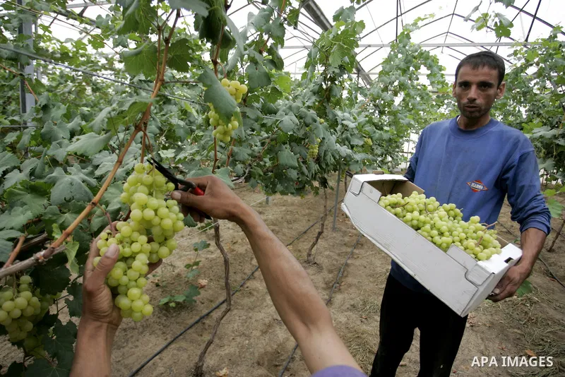 Palestinian farmers harvest grapes from a field cultivated in a former Israeli settlement Neve Dekalim which was dismantled in 2005, close to Khan Yunis in the southern Gaza Strip on May 24, 2011. Photo by Abed Rahim Kha...