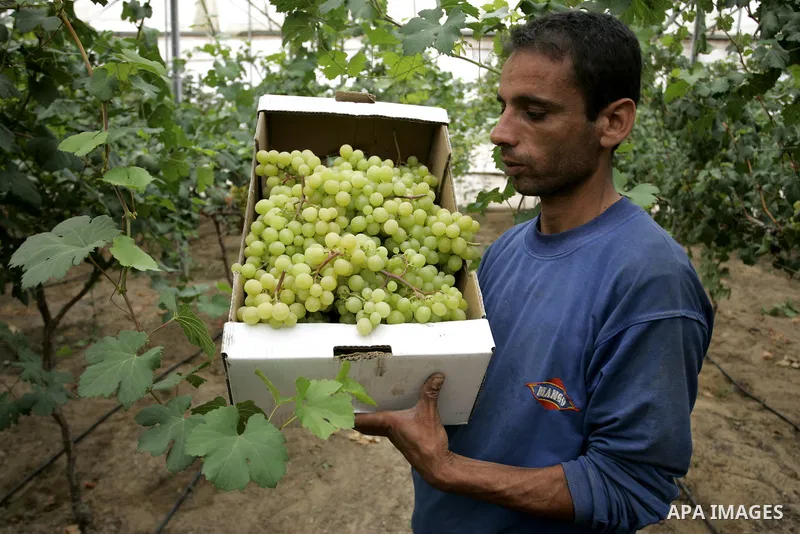 Palestinian farmers harvest grapes from a field cultivated in a former Israeli settlement Neve Dekalim which was dismantled in 2005, close to Khan Yunis in the southern Gaza Strip on May 24, 2011. Photo by Abed Rahim Kha...