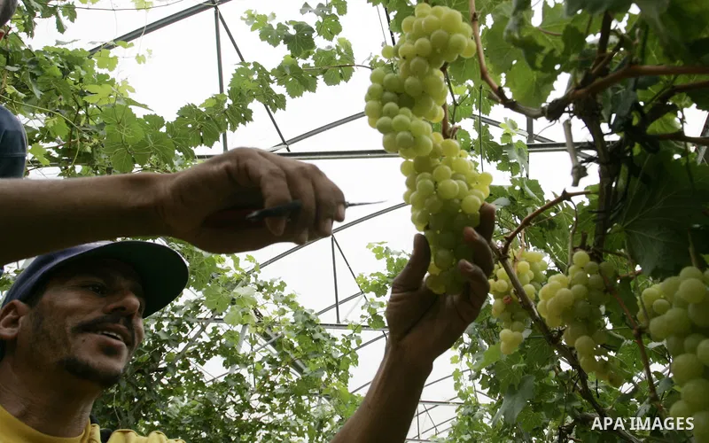 Palestinian farmers harvest grapes from a field cultivated in a former Israeli settlement Neve Dekalim which was dismantled in 2005, close to Khan Yunis in the southern Gaza Strip on May 24, 2011. Photo by Abed Rahim Kha...