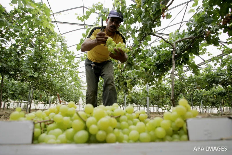 Palestinian farmers harvest grapes from a field cultivated in a former Israeli settlement Neve Dekalim which was dismantled in 2005, close to Khan Yunis in the southern Gaza Strip on May 24, 2011. Photo by Abed Rahim Kha...
