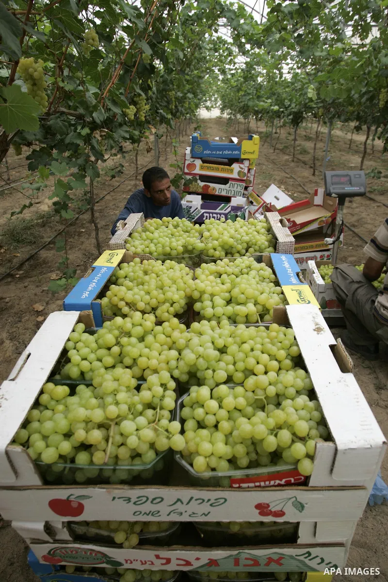 Palestinian farmers harvest grapes from a field cultivated in a former Israeli settlement Neve Dekalim which was dismantled in 2005, close to Khan Yunis in the southern Gaza Strip on May 24, 2011. Photo by Abed Rahim Kha...