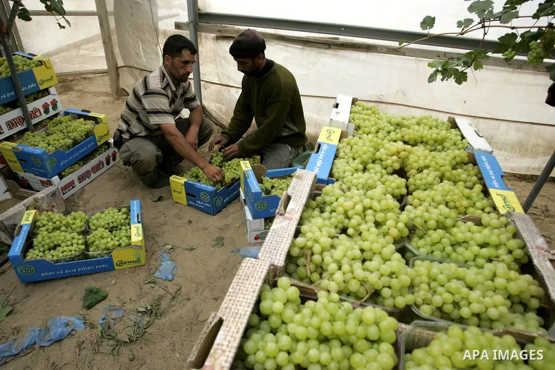 Palestinian farmers harvest grapes from a field cultivated in a former Israeli settlement Neve Dekalim which was dismantled in 2005, close to Khan Yunis in the southern Gaza Strip on May 24, 2011. Photo by Abed Rahim Kha...