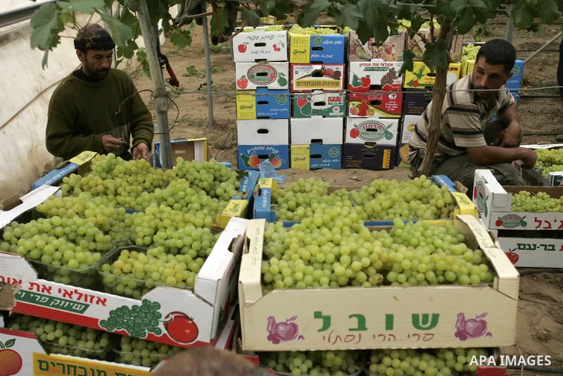 Palestinian farmers harvest grapes from a field cultivated in a former Israeli settlement Neve Dekalim which was dismantled in 2005, close to Khan Yunis in the southern Gaza Strip on May 24, 2011. Photo by Abed Rahim Kha...