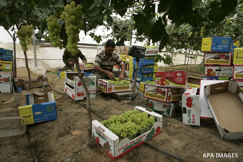 Palestinian farmers harvest grapes from a field cultivated in a former Israeli settlement Neve Dekalim which was dismantled in 2005, close to Khan Yunis in the southern Gaza Strip on May 24, 2011. Photo by Abed Rahim Kha...