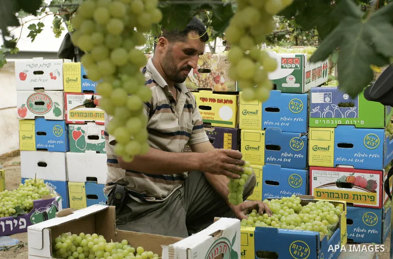 Palestinian farmers harvest grapes from a field cultivated in a former Israeli settlement Neve Dekalim which was dismantled in 2005, close to Khan Yunis in the southern Gaza Strip on May 24, 2011. Photo by Abed Rahim Kha...