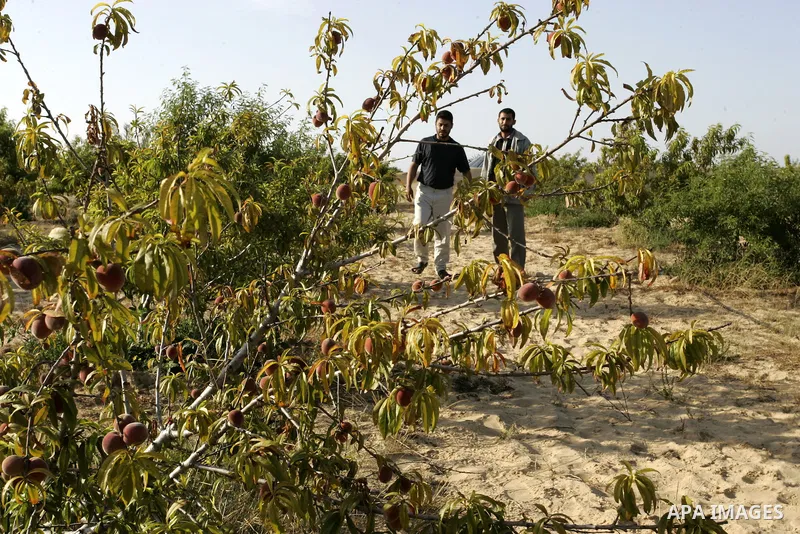 Palestinian farmers inspect trees in the land named (Mahrarat) left by the settlers in 2005, in west of Khan Younis in the southern Gaza Strip on May 24, 2011. Photo by Abed Rahim Khatib