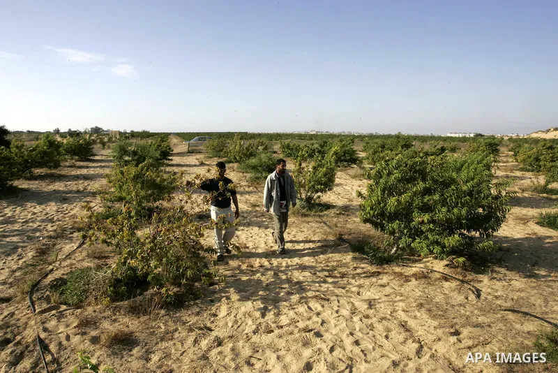 Palestinian farmers inspect trees in the land named (Mahrarat) left by the settlers in 2005, in west of Khan Younis in the southern Gaza Strip on May 24, 2011. Photo by Abed Rahim Khatib