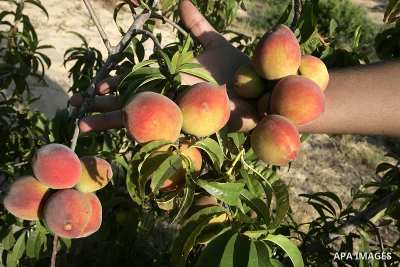 A Palestinian farmer inspects the peach trees in the land named (Mahrarat) left by the settlers in 2005, in west of Khan Younis in the southern Gaza Strip on May 24, 2011. Photo by Abed Rahim Khatib