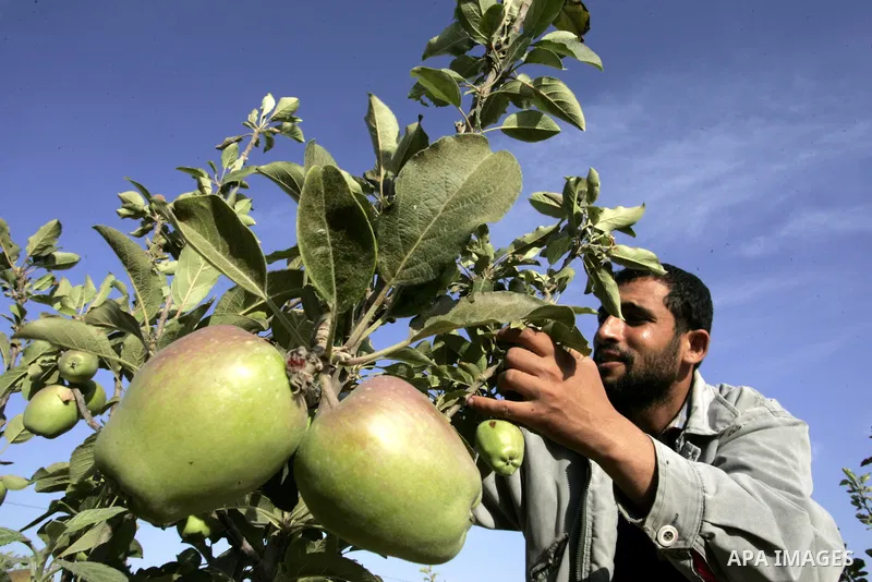 A Palestinian farmer inspects apple trees in the land named (Mahrarat) left by the settlers in 2005, in west of Khan Younis in the southern Gaza Strip on May 24, 2011. Photo by Abed Rahim Khatib