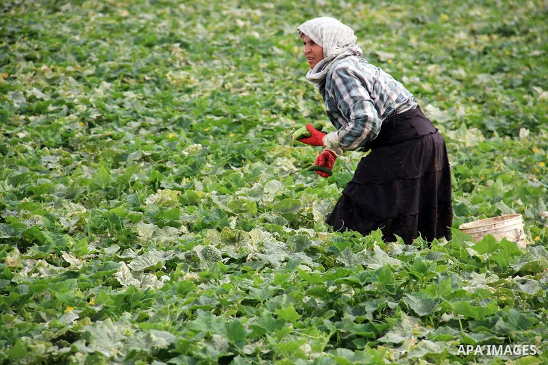 Palestinian farmers harvest cucumbers in their land near the West Bank city of Jericho on May 26, 2011. preparing to sell their production to Israeli factories that manufacture canned food to be sold in the Israeli and W...