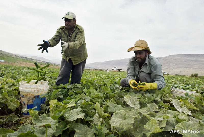Palestinian farmers harvest cucumbers in their land near the West Bank city of Jericho on May 26, 2011. preparing to sell their production to Israeli factories that manufacture canned food to be sold in the Israeli and W...
