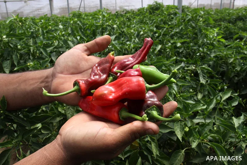 A palestinian Farmer showing fresh vegetables in Gaza city on June 6. 2011. where they grow crops properly without the intervention of a chemical harmful to the environment and human health. In the same place the product...