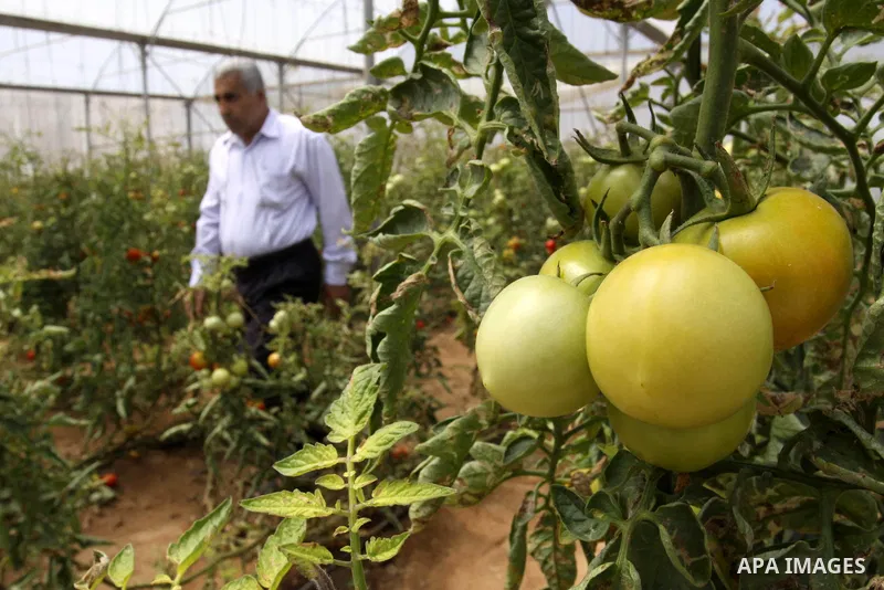A palestinian Farmer showing fresh vegetables in Gaza city on June 6. 2011. where they grow crops properly without the intervention of a chemical harmful to the environment and human health. In the same place the product...