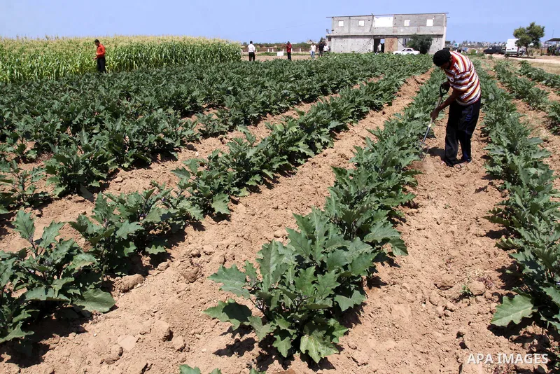 A palestinian Farmer showing fresh vegetables in Gaza city on June 6. 2011. where they grow crops properly without the intervention of a chemical harmful to the environment and human health. In the same place the product...