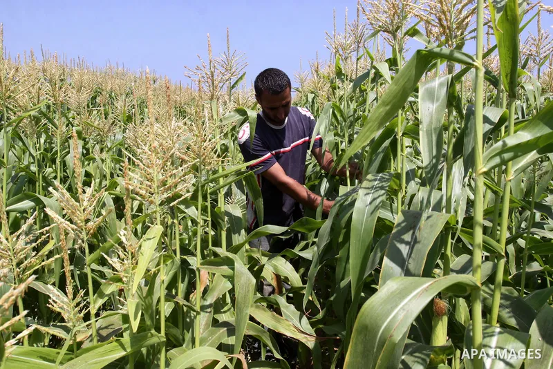 A palestinian Farmer showing fresh vegetables in Gaza city on June 6. 2011. where they grow crops properly without the intervention of a chemical harmful to the environment and human health. In the same place the product...