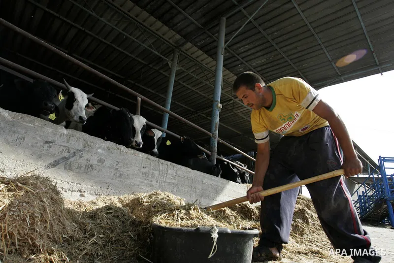 A Palestinian workers works at a cows ranch in Rafah refugee camp, southern Gaza Strip on June 7, 2011. Photo by Abed Rahim Khatib