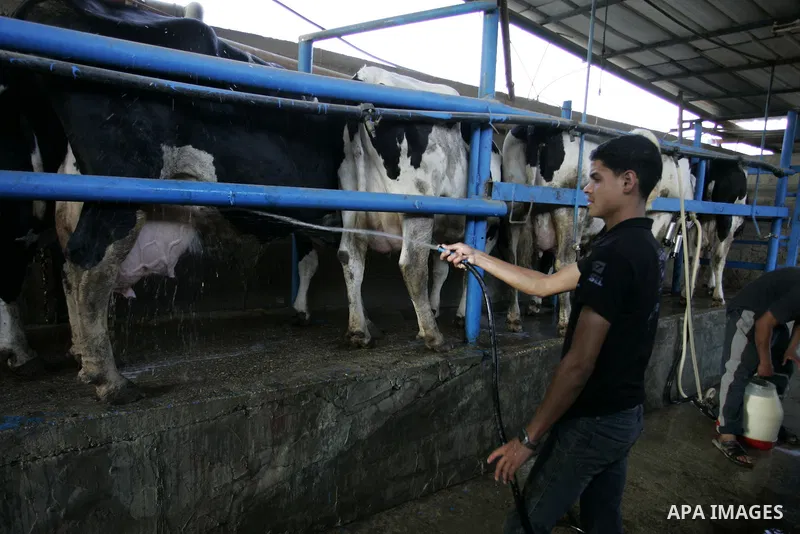 A Palestinian workers works at a cows ranch in Rafah refugee camp, southern Gaza Strip on June 7, 2011. Photo by Abed Rahim Khatib