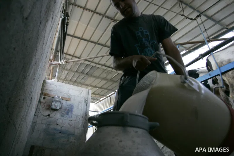 A Palestinian man pours milk at a cows ranch in Rafah refugee camp, southern Gaza Strip on June 7, 2011. Photo by Abed Rahim Khatib