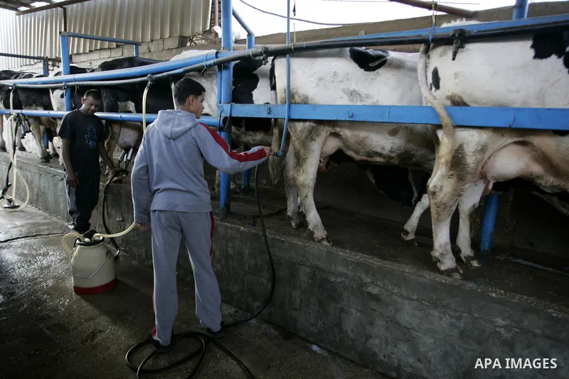 A Palestinian man is milking at a cows ranch in Rafah refugee camp, southern Gaza Strip on June 7, 2011. Photo by Abed Rahim Khatib