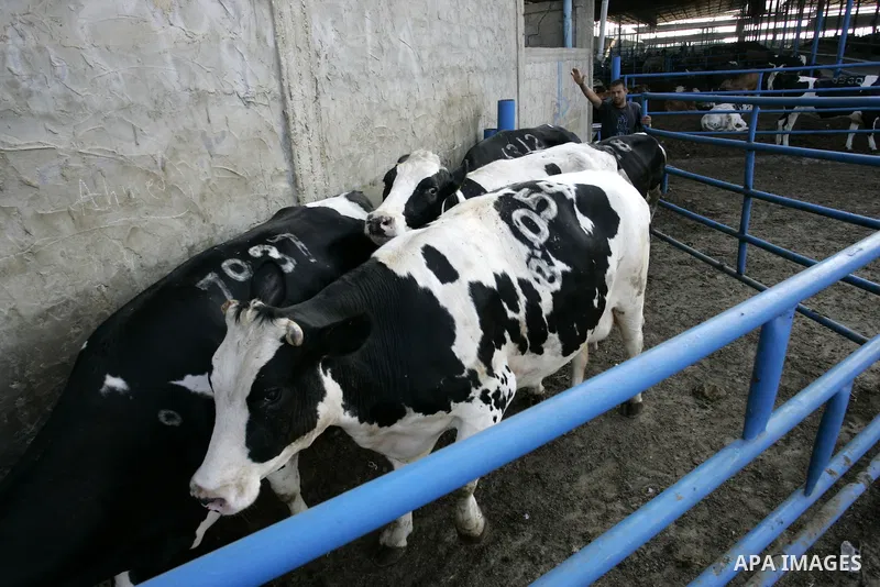 A Palestinian workers works at a cows ranch in Rafah refugee camp, southern Gaza Strip on June 7, 2011. Photo by Abed Rahim Khatib