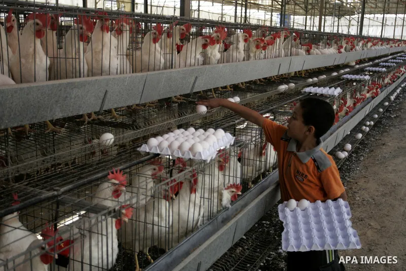A Palestinian boy collects eggs at chicken farm in the former Israeli settlement of Rafah Yam which was dismantled in 2005, close to Rafah, in the southern Gaza Strip on June 09, 2011. The eggs are for internal consumpti...