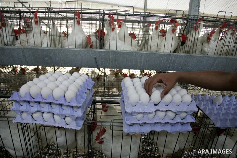 A Palestinian farmer collects eggs at chicken farm in the former Israeli settlement of Rafah Yam which was dismantled in 2005, close to Rafah, in the southern Gaza Strip on June 09, 2011. The eggs are for internal consum...