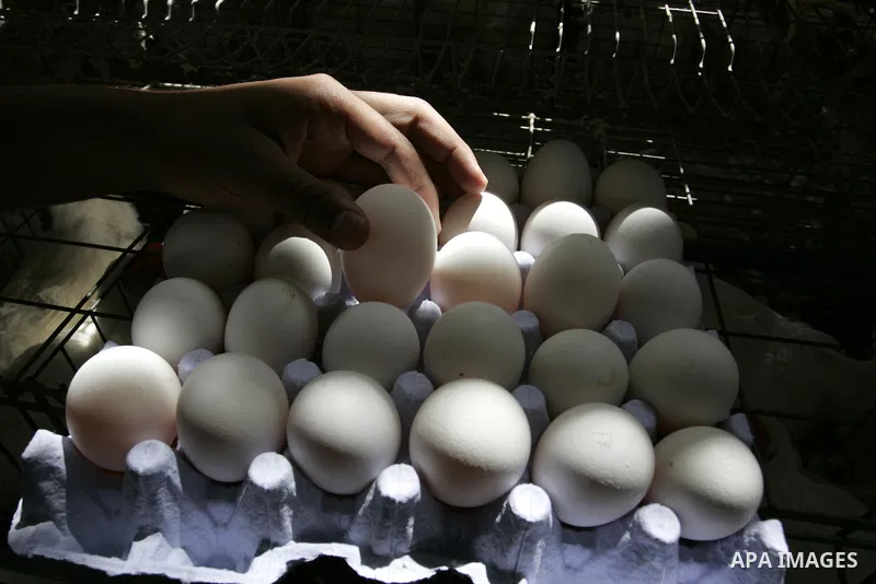 A Palestinian farmer collects eggs at chicken farm in the former Israeli settlement of Rafah Yam which was dismantled in 2005, close to Rafah, in the southern Gaza Strip on June 09, 2011. The eggs are for internal consum...