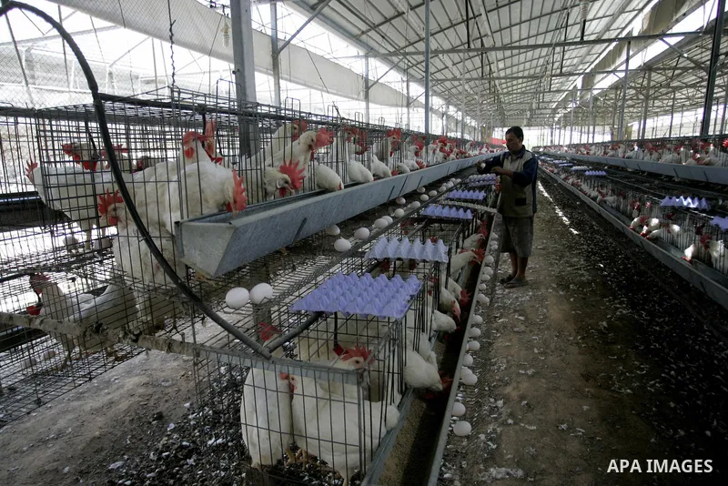 A Palestinian farmer collects eggs at chicken farm in the former Israeli settlement of Rafah Yam which was dismantled in 2005, close to Rafah, in the southern Gaza Strip on June 09, 2011. The eggs are for internal consum...