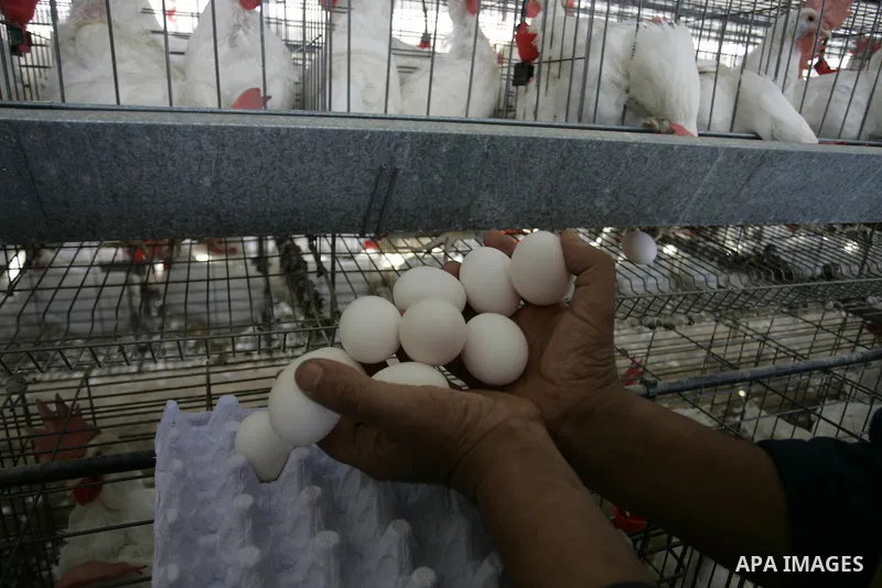 A Palestinian farmer collects eggs at chicken farm in the former Israeli settlement of Rafah Yam which was dismantled in 2005, close to Rafah, in the southern Gaza Strip on June 09, 2011. The eggs are for internal consum...