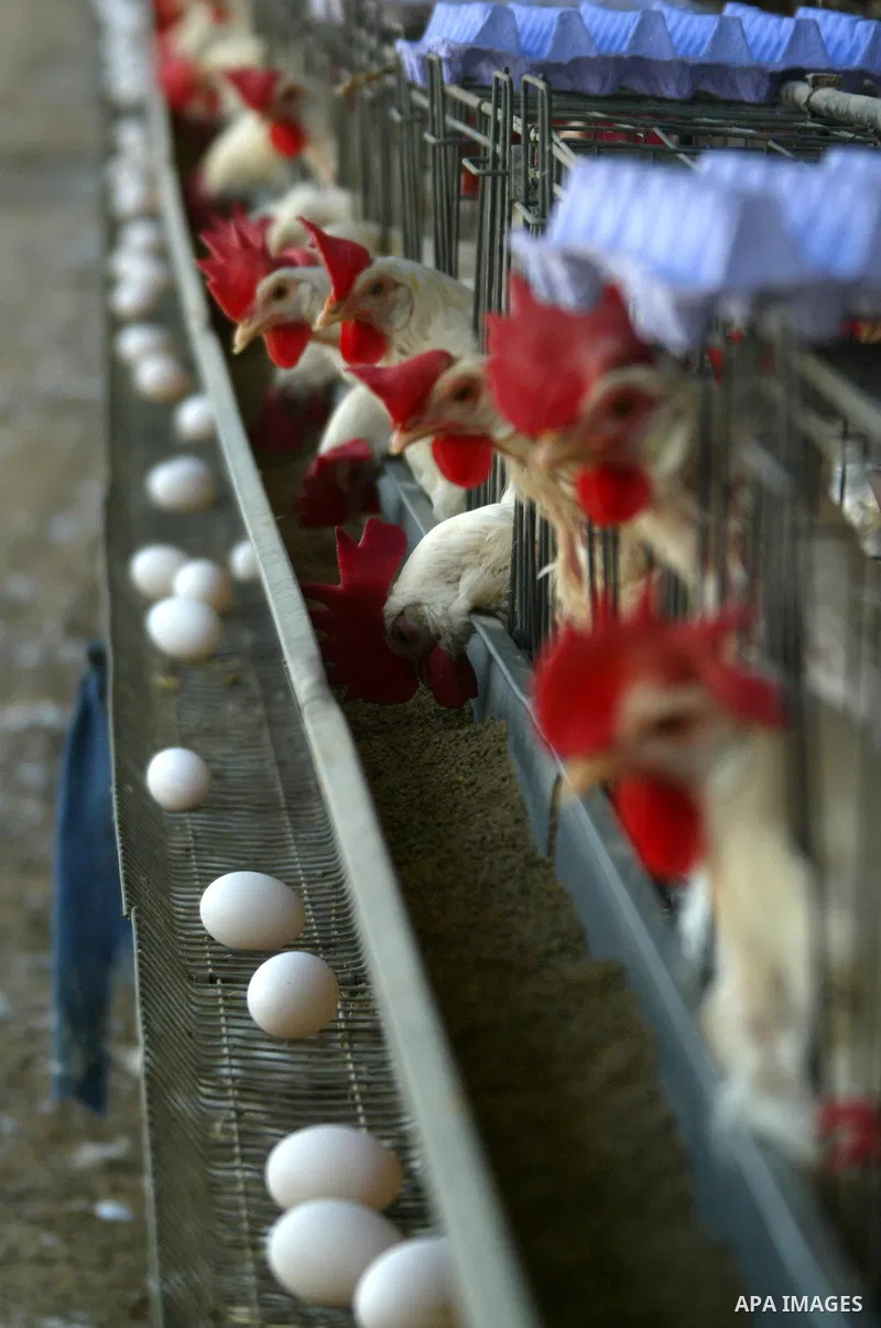 A Palestinian farmer collects eggs at chicken farm in the former Israeli settlement of Rafah Yam which was dismantled in 2005, close to Rafah, in the southern Gaza Strip on June 09, 2011. The eggs are for internal consum...