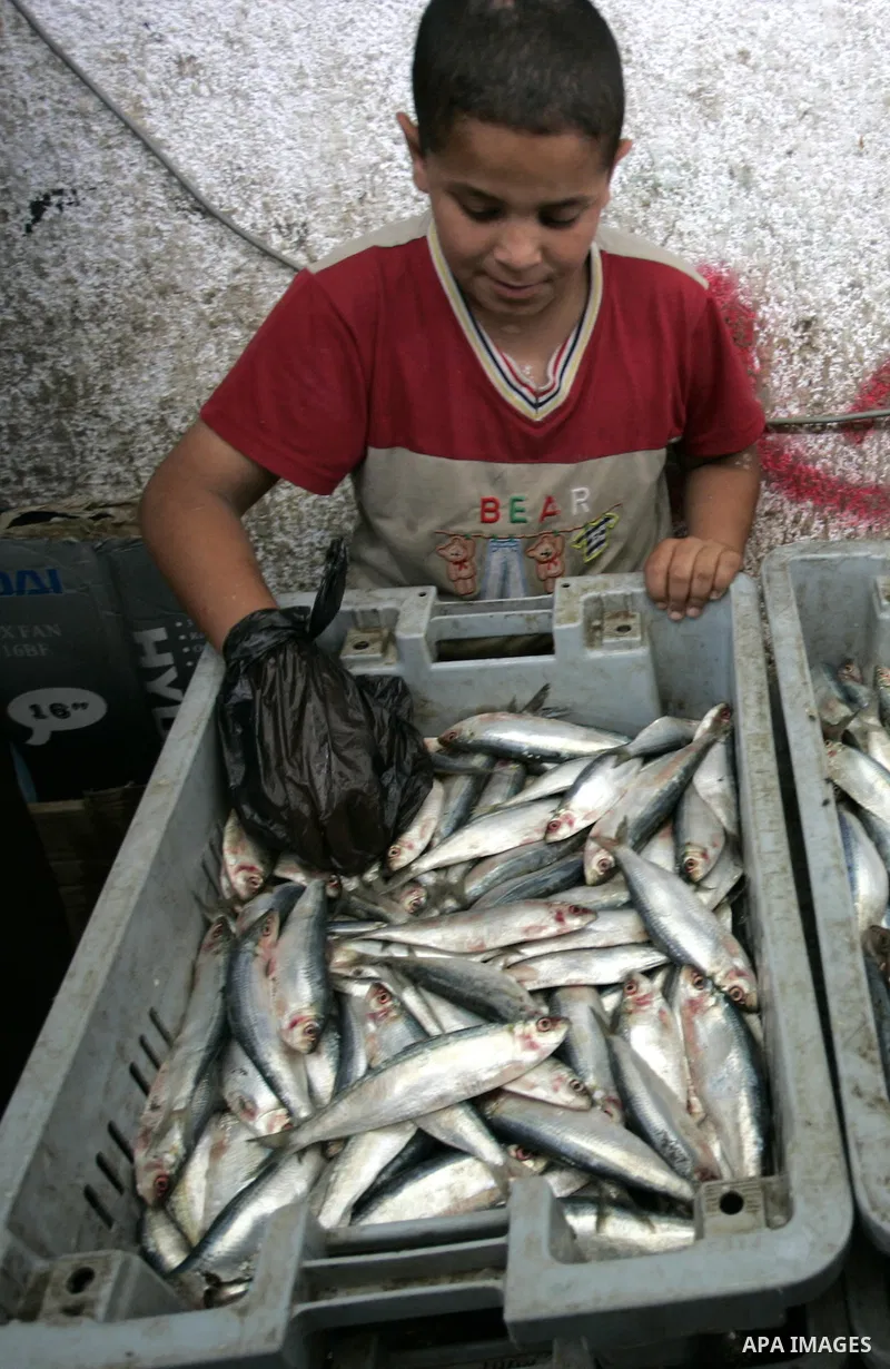 A Palestinian boy sells the fish on the market in Rafah refugee camp in the southern Gaza Strip on June 11, 2011. Palestinians said that they rely on fish smuggled through tunnels from Egypt to Gaza. while fishermen suff...