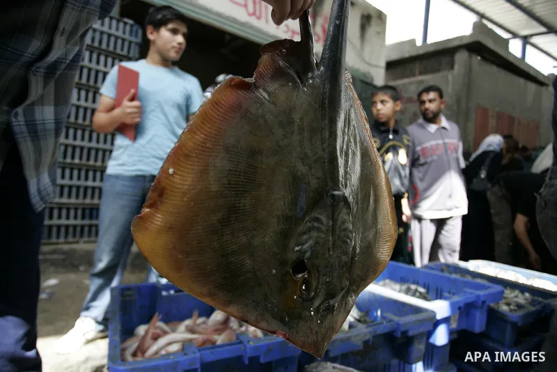 Palestinians buy the fish on the market in Rafah refugee camp in the southern Gaza Strip on June 11, 2011. Palestinians said that they rely on fish smuggled through tunnels from Egypt to Gaza. while fishermen suffering f...
