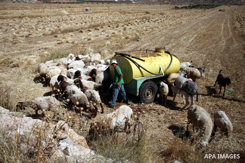 A Palestinian shephered stands next to his goats as farmers harvest wheat in the West Bank village of Abu Falah, north of Ramallah, on June 11, 2011. Photo by Issam Rimawi