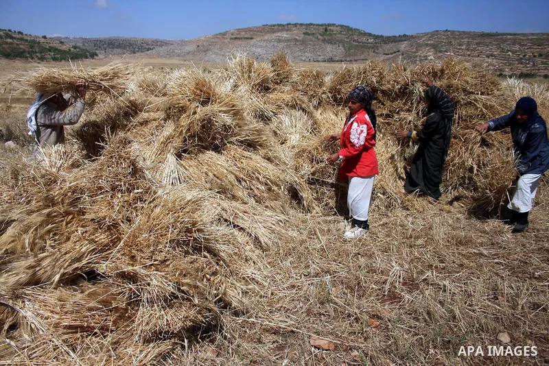 Palestinian farmers harvest wheat in the West Bank village of Abu Falah, north of Ramallah, on June 11, 2011. Photo by Issam Rimawi