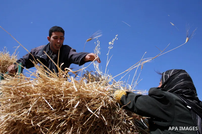Palestinian farmers harvest wheat in the West Bank village of Abu Falah, north of Ramallah, on June 11, 2011. Photo by Issam Rimawi