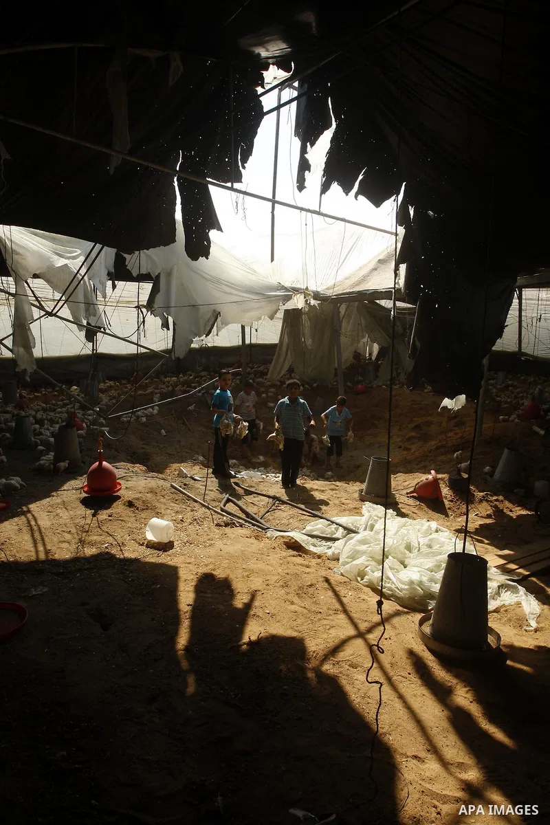 Palestinian boys inspect a poultry farm damaged in an Israeli airstrike in Deir al-Balah, Gaza Strip, on June 22, 2011. Israel confirmed Wednesday that it had carried out an airstrike in the Gaza Strip for the first time...