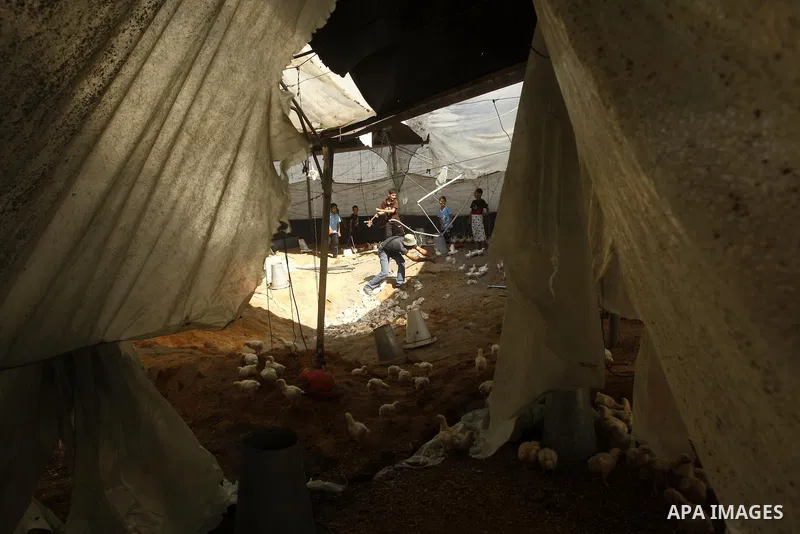 Palestinians inspect a poultry farm damaged in an Israeli airstrike in Deir al-Balah, Gaza Strip, on June 22, 2011. Israel confirmed Wednesday that it had carried out an airstrike in the Gaza Strip for the first time in...