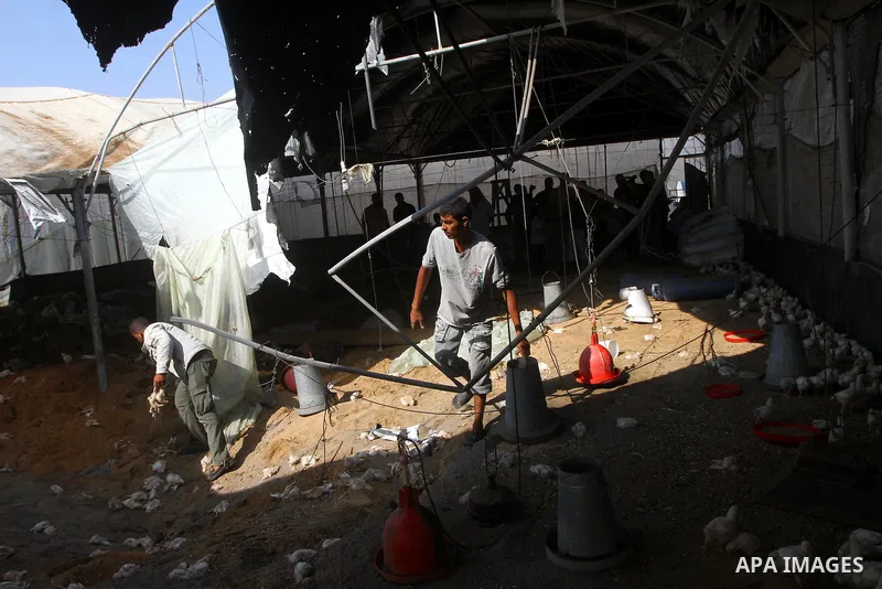 A Palestinian man inspects a poultry farm damaged in an Israeli airstrike in Deir al-Balah, Gaza Strip, on June 22, 2011. Israel confirmed Wednesday that it had carried out an airstrike in the Gaza Strip for the first ti...