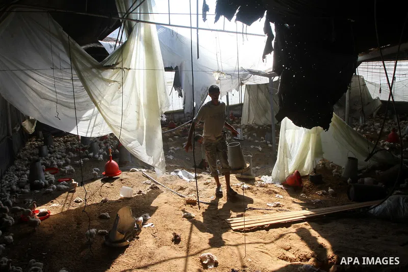 A Palestinian man inspects a poultry farm damaged in an Israeli airstrike in Deir al-Balah, Gaza Strip, on June 22, 2011. Israel confirmed Wednesday that it had carried out an airstrike in the Gaza Strip for the first ti...