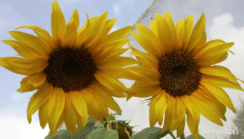 A bee collects pollen on a sunflower on a field in the southern Gaza Strip town of Rafah on June 26, 2011. Photo by Abed Rahim Khatib