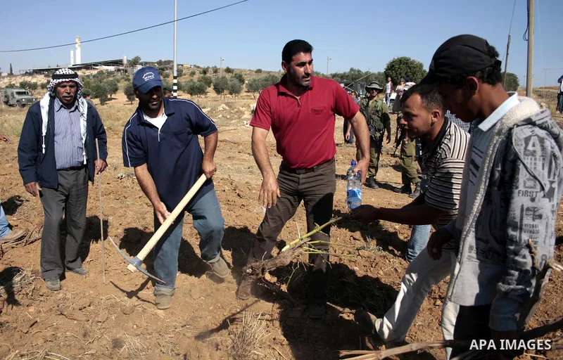 Palestinian farmers work at their land as Israeli border guards prepare to evacuate Jewish settlers who tried to make a sit-in on a Palestinian land that was being cultivated by farmers, on July 1, 2011, in the West Bank...