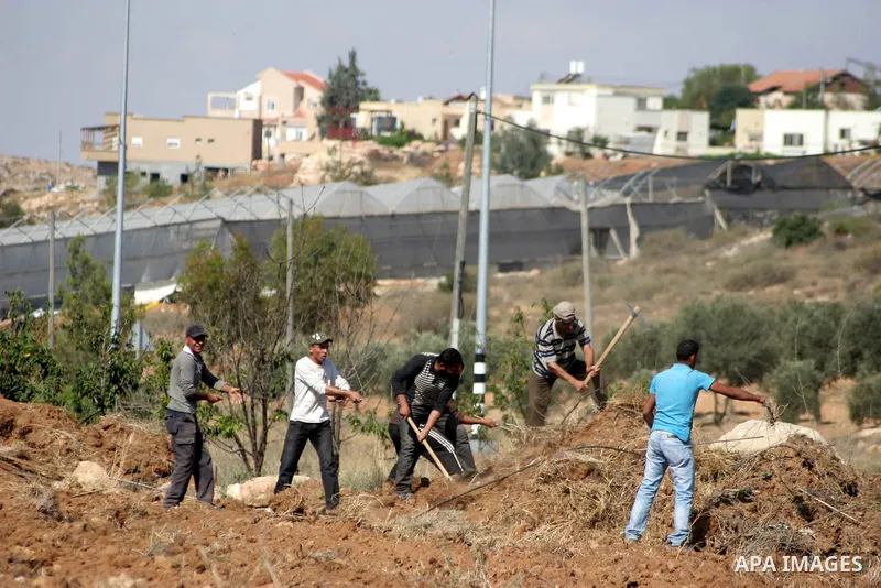 Palestinian farmers work at their land as Israeli border guards prepare to evacuate Jewish settlers who tried to make a sit-in on a Palestinian land that was being cultivated by farmers, on July 1, 2011, in the West Bank...