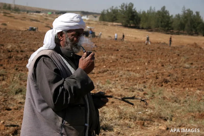 Palestinian farmers work at their land as Israeli border guards prepare to evacuate Jewish settlers who tried to make a sit-in on a Palestinian land that was being cultivated by farmers, on July 1, 2011, in the West Bank...