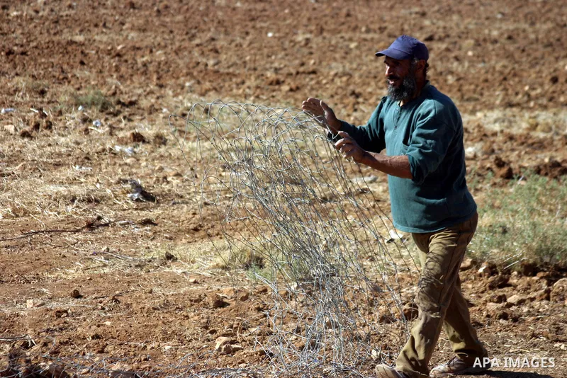 Israeli soldiers stand guard (not seen) as Palestinian farmers work at their land after returned to them by the Jewish settlers next to the Israeli settlement of Sosia, near the West Bank city of Hebron on July 23, 2011....