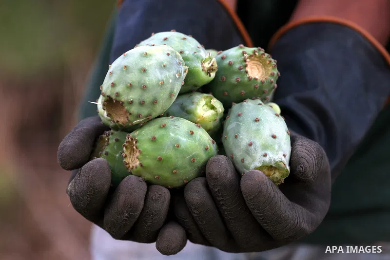 A Palestinian boy carries prickly pear fruit from a cactus plant in the West Bank village of Nilin on July 23, 2011. Photo by Issam Rimawi