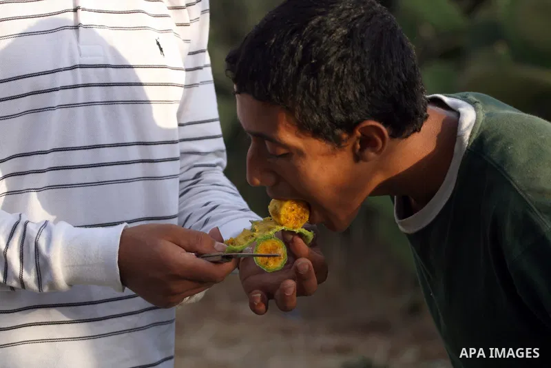 A Palestinian boy eats prickly pear fruit from a cactus plant in the West Bank village of Nilin on July 23, 2011. Photo by Issam Rimawi